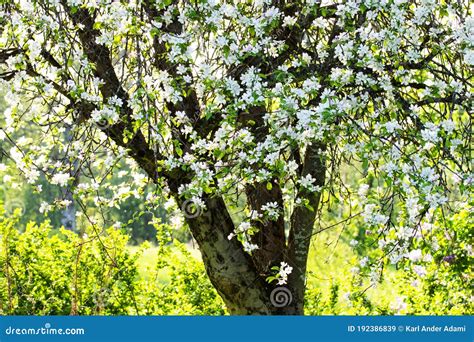 A Beautiful Flowering Apple Tree With White Blossoms During Spring