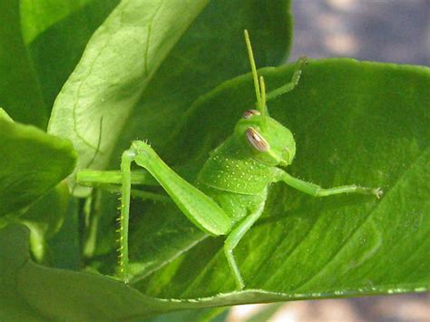 Grasshopper Id Schistocerca Bugguidenet