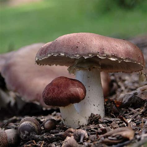 Wine Cap Stropharia Strain Information And Culture Availability