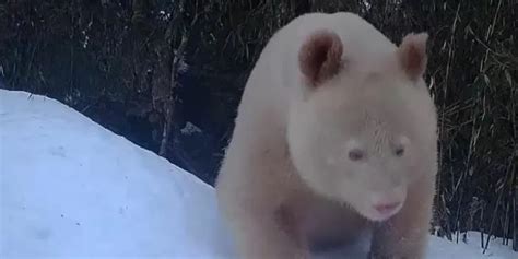 An Albino Giant Panda Is Uniquely Caught On Camera In China The