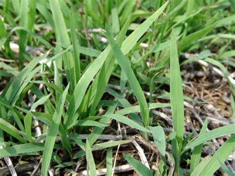 Broadleaf Signalgrass Fact Sheet Ut Crops