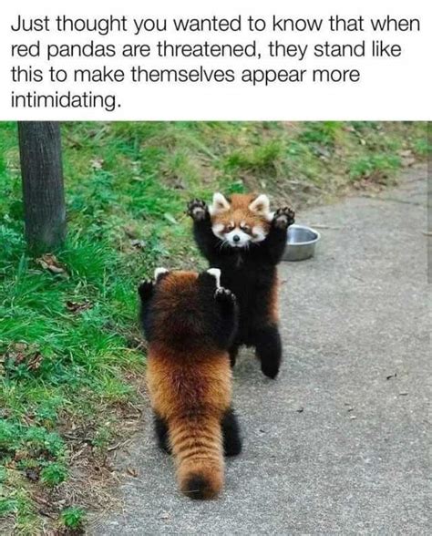 Just Thought You Wanted To Know That When Red Pandas Are Threatened