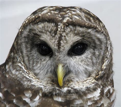 Filebarred Owl Wikipedia