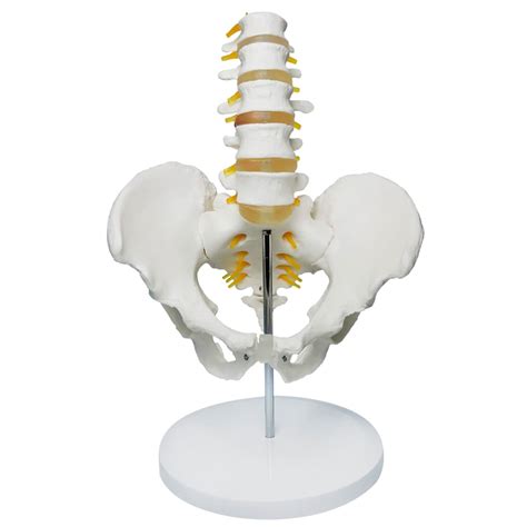 Buy Lumbar Spine Skeletal Model Five Section Lumbar Vertebrae Model Of Pelvic Girdle Pvc