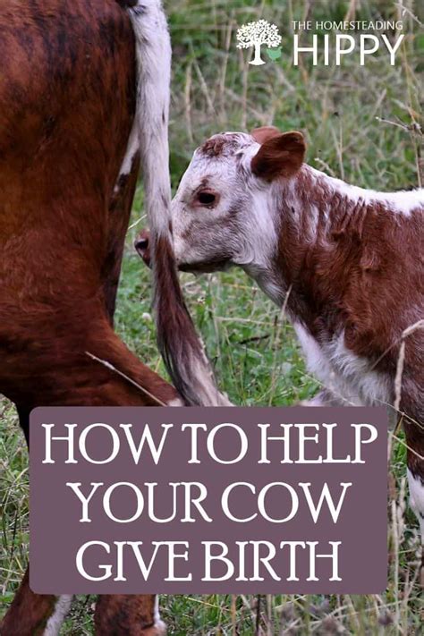 calving a cow how to help your cow give birth the homesteading hippy