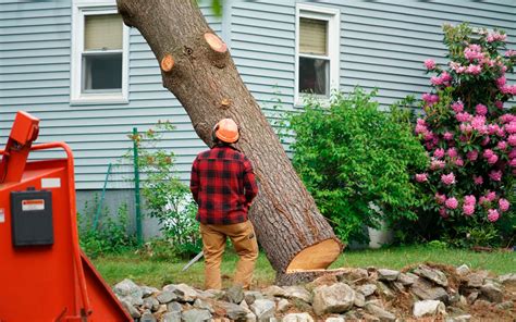 That goes for every tree removal, too, says district manager of davey's long island, ny office. How Much Does Tree Removal Cost? - JNE Tree Services