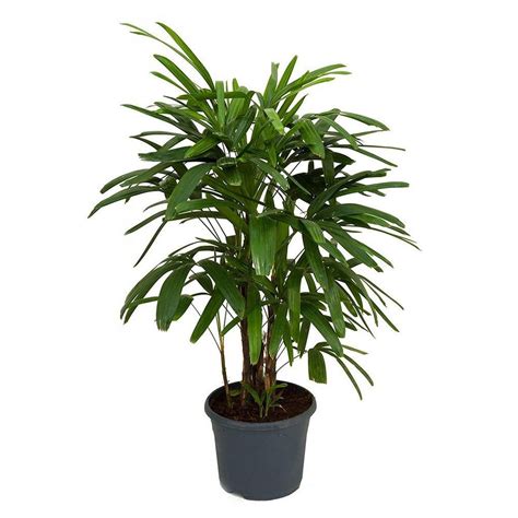 21 Best Indoor Trees And Tropical Plants To Grow In Your Living Room