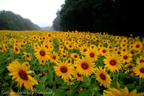 Sunflower Field Mckee Beshers Wildlife Management Area J Flickr