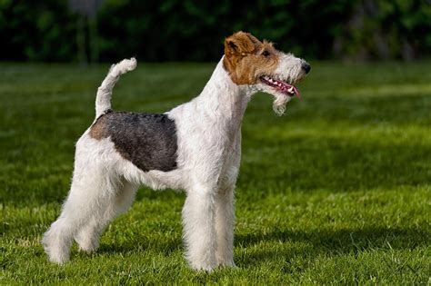 Fox Terrier Dog Breed Profile Personality Facts