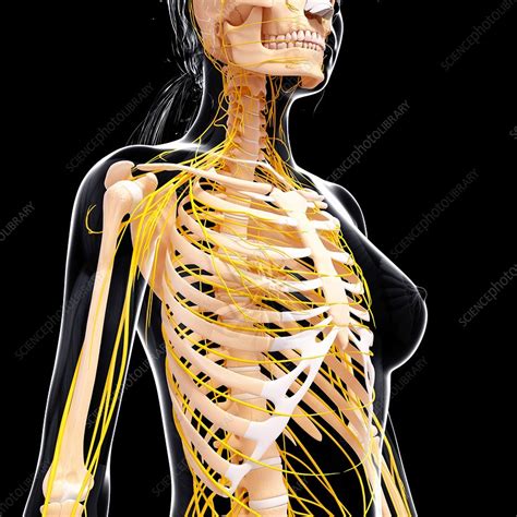 Female Nervous System Artwork Stock Image F0071038 Science