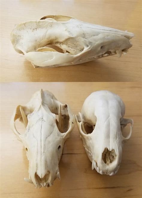 Biopgh Blog The Secrets Of Skulls Phipps Conservatory And Botanical