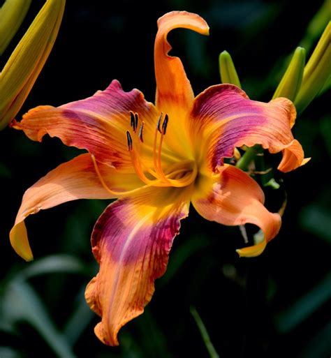 True Lily Vs Daylily Whats The Difference Birds And Blooms