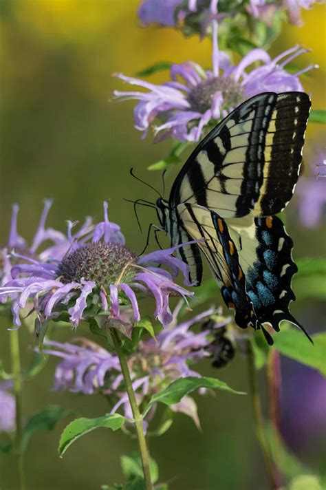 The Swallowtail Photograph By Diane Beatty Fine Art America