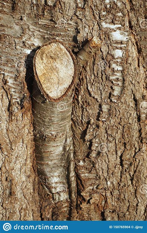 Rough Tree Bark With Cut Branch Forming A Knot Stock Photo Image Of
