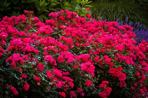 Red Knockout Rose Bushes For Sale Online The Tree Center