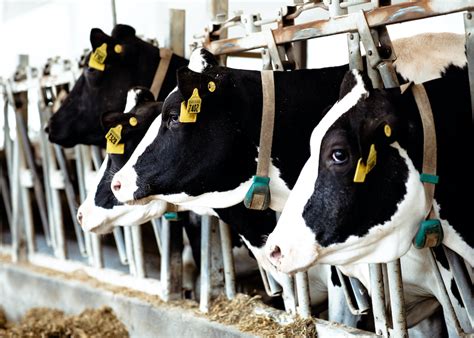 Mastering Efficiency With Activity Monitoring Dairy Herd