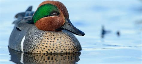 Pin By Rene Spaulding On Wildlife Decoy Carving Teal Bird Bird