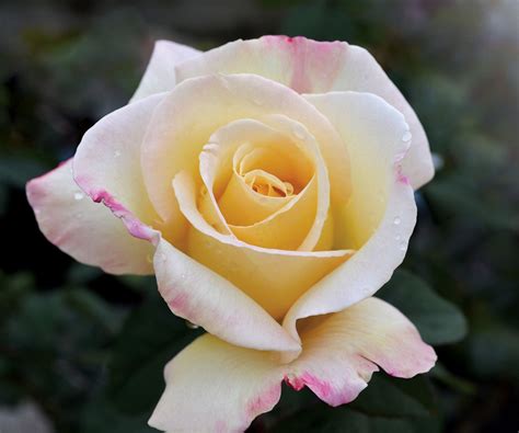 Its National Peace Rose Day