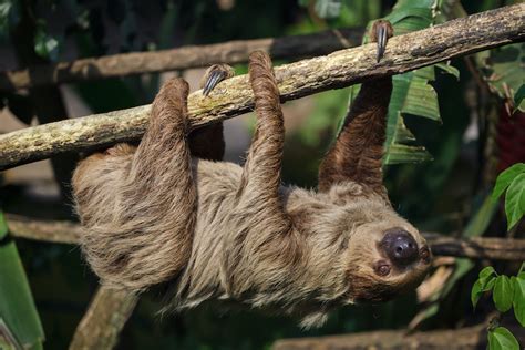 All 6 Different Types Of Sloths In The Americas With Photos Wildlifetrip