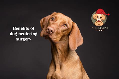 Dog Neutering Surgery What To Expect And How To Handle Your Male Furry
