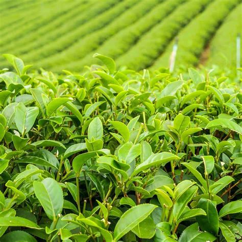 11 Tea Plant Seeds Kolapokabirray