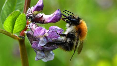 Irelands Bee And Butterfly Populations Declining Report Finds The