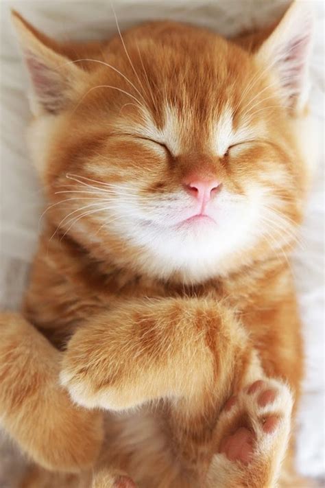 The Friendly And Loving Orange Cat Kittens Cutest Pretty Cats Cute Cats
