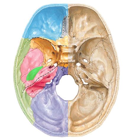 Ear Page 2 Outlander Anatomy