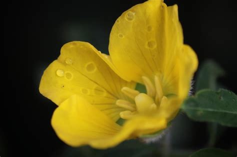 Premium Photo A Yellow Flower With Water Drops On It