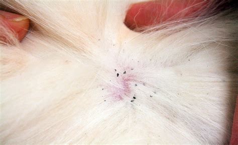 How To Check If Your Dog Has Fleas Signs That Your Dog Has Fleas Zuki