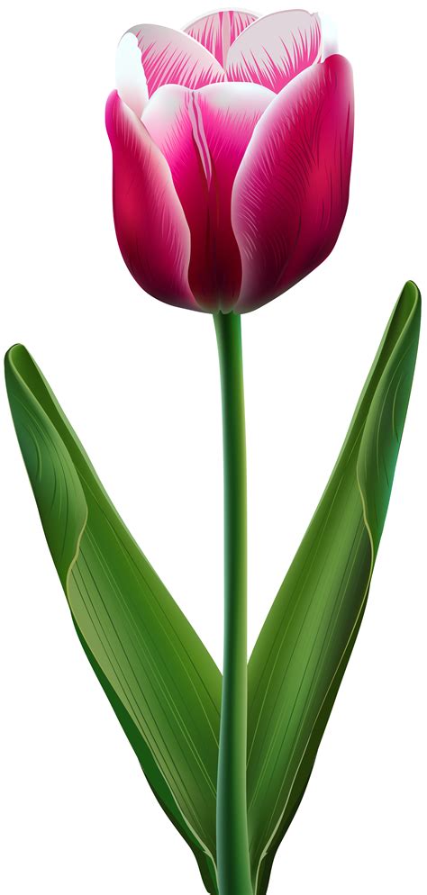 Beautiful Tulip Transparent Png Clip Art Image Gallery