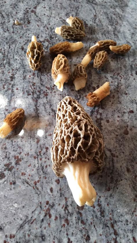 How And Where To Find Morel Mushrooms Stuffed Mushrooms Morel Mushroom