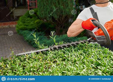 Close Up Of Male Gardener Pruning Overgrown Bushes Stock Photo Image Of Person Bush