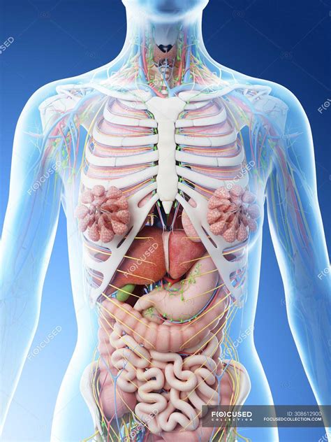 Lateral branches from posterior intercostal arteries, axillary artery, lateral thoracic artery, thoracoacromial artery, deltoid branch, pectoral branch, superior. Female upper body anatomy and internal organs, computer illustration. — 3d rendering, blue ...