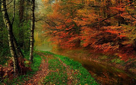 Autumn Leaves Trees Forest Autumn Walk Path River Wallpaper Nature And Landscape