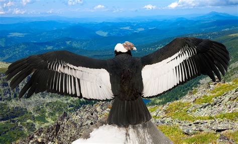 Andean Condor Andean Condor Animal Refrences Animals