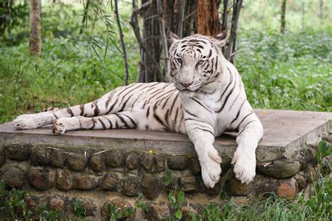 The Best Parks And Safaris In India To See Tigers
