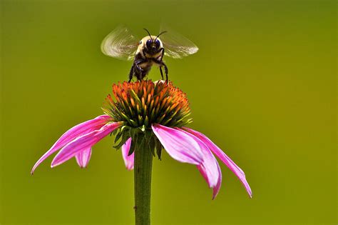 Bumblebee On Take Off Photograph By Julie Chen