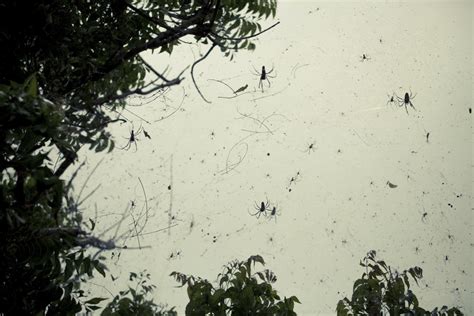 The Seemingly Unbelievable Phenomenon Of Raining Spiders Explained