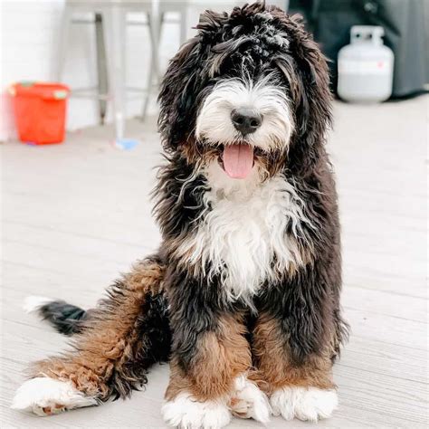 Old english sheepdog poodle mix puppies. Mini Bernedoodle Dc