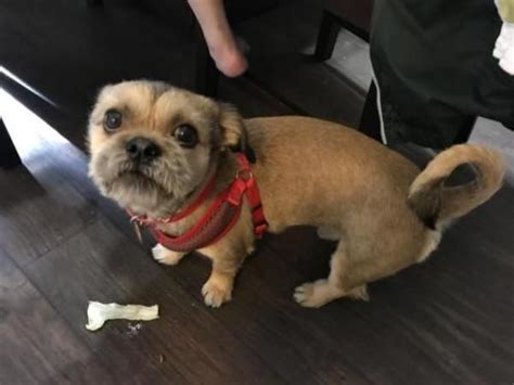 Breeders of merit are denoted by level in ascending order of: Shih+Tzu+Dog+For+Adoption+In+Seattle | Dog adoption, Rescue dogs for adoption, Dogs