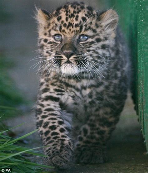 Rare Amur Leopard Babies Born At Wildlife Heritage Foundation Zooborns
