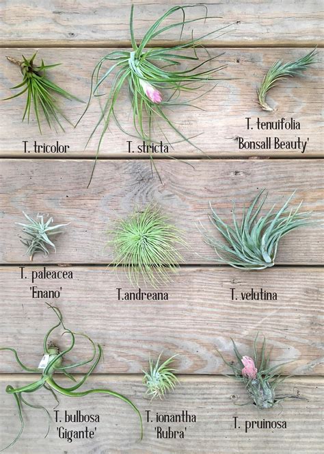 Turn it upside down and place it on a towel in a bright space. A Guide to Tillandsia, Part Two | Air plant garden, Types ...