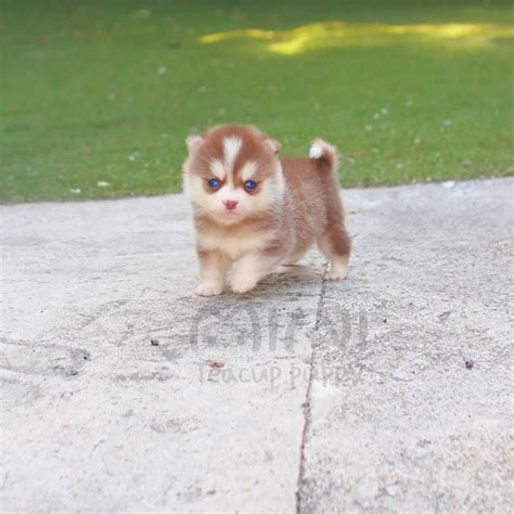 Bori Female Teacup Pomsky Mini Teacup Puppies Inc