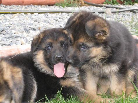 Purebred German Shepherd Puppies Available For Adoption