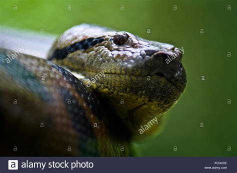 Green Anaconda High Resolution Stock Photography And Images Alamy