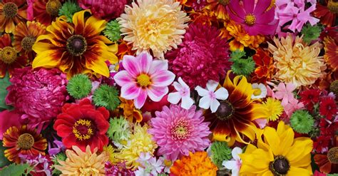 Where Do Flowers Get Their Colours Floraqueen En