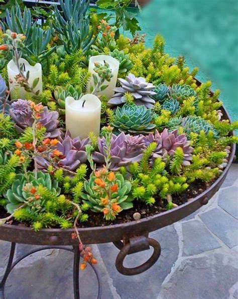 50 Best Succulent Garden Ideas For 2022