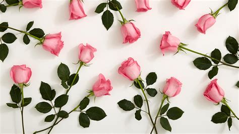 Pink Roses With White Background Hd Pink Wallpapers Hd Wallpapers