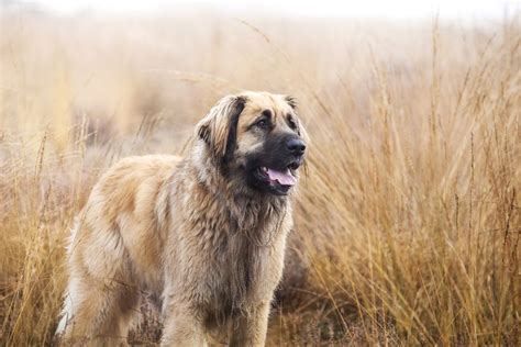 Leonberger Leo Full Profile History And Care